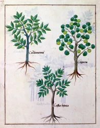 Illustration from the Book of Simple Medicines by Mattheaus Platearius 165v